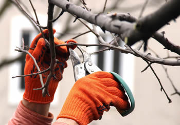 Etêtage d'arbre 31 Toulouse